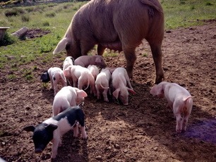 Daisy and her piglets at Johnby Hall
