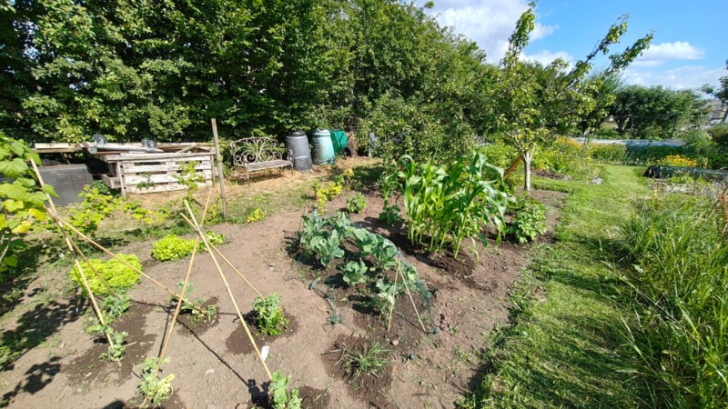 It was a dry summer - plants needed a lot of watering