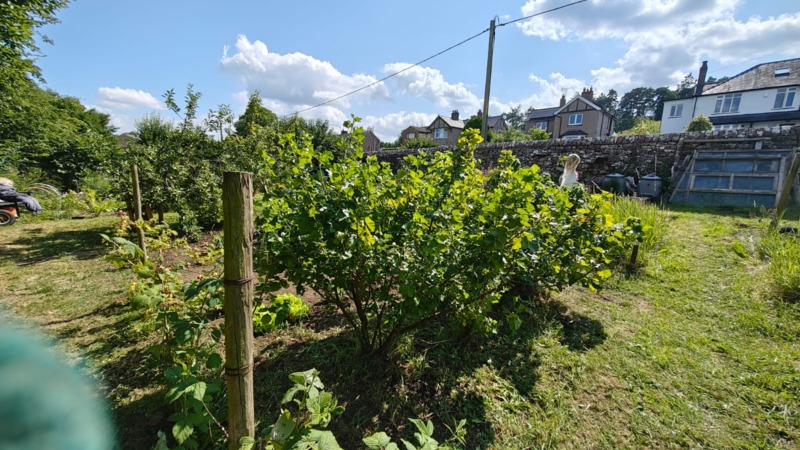 Allotments, late July