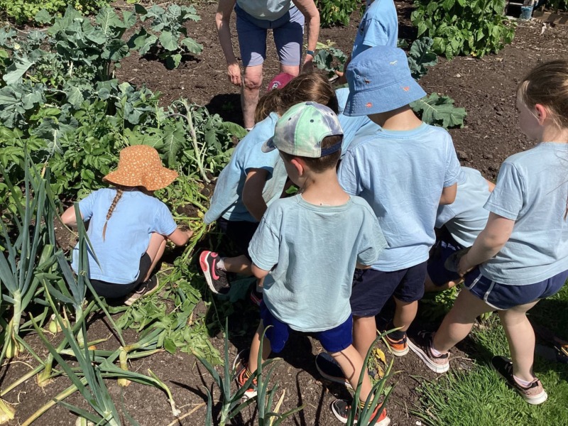 Greystoke Primary School children harvesting potatoes at the allotments