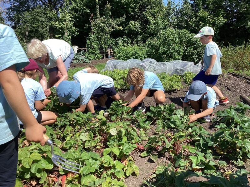 Greystoke Primary School children harvesting strawberries at the allotments