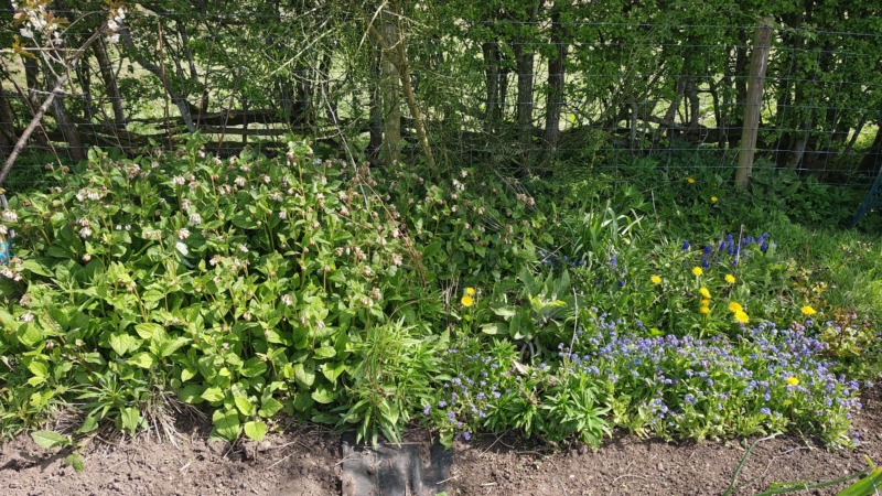 Wildflowers starting to flower in April 2026 at the allotments