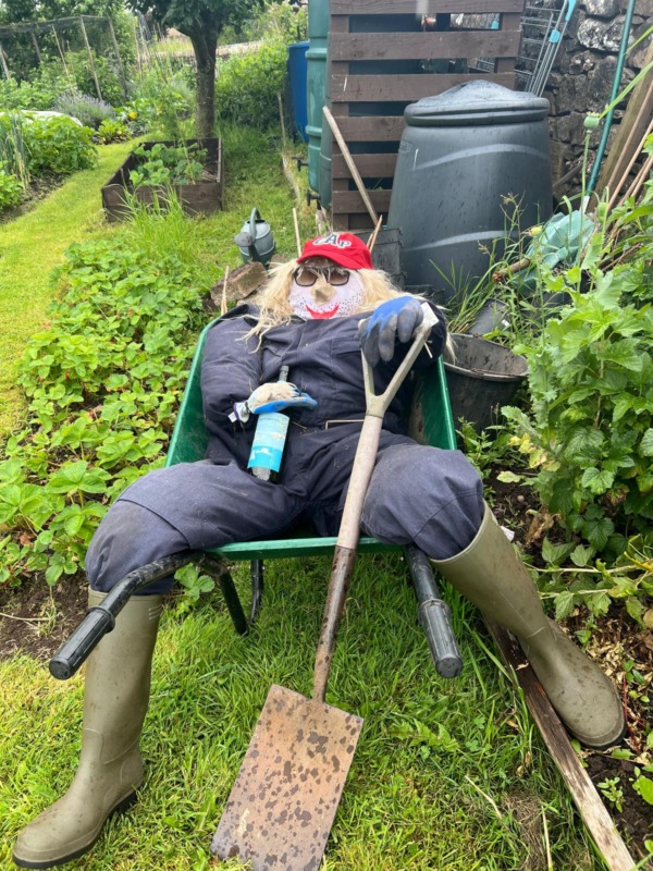 Scarecrows on the allotments for the village scarecrow festival in July
