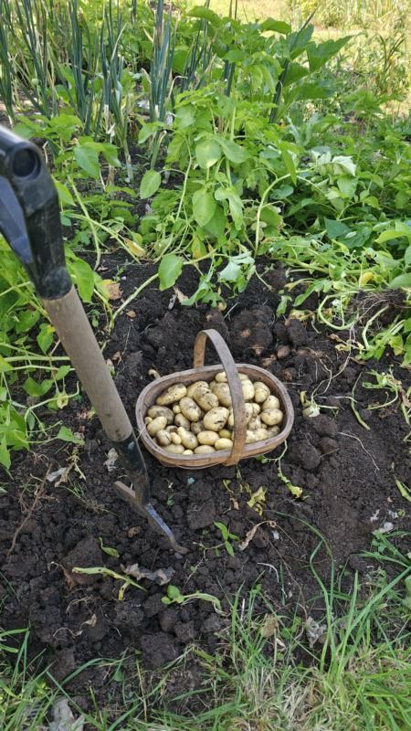Potatoes being harvested mid July