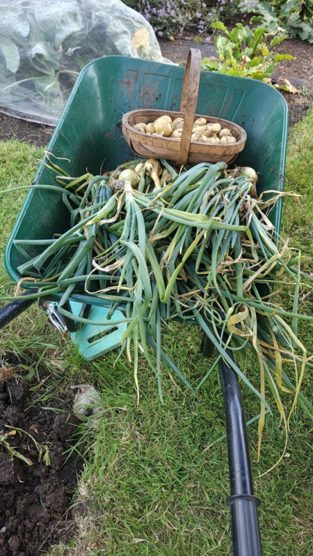 A bumper crop of onions