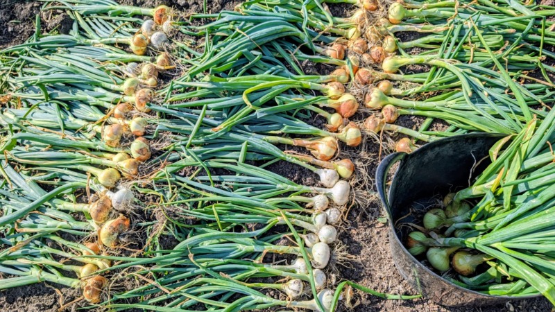 Onions and garlic drying