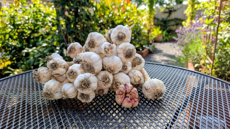 Garlic harvest