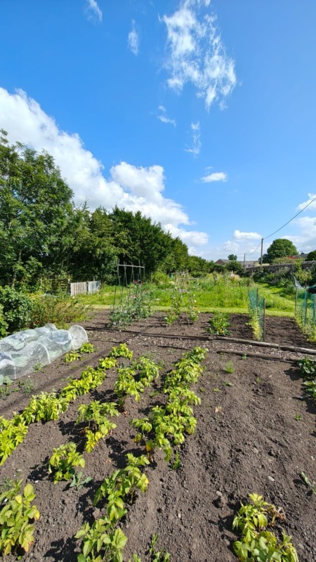 Allotments, late July