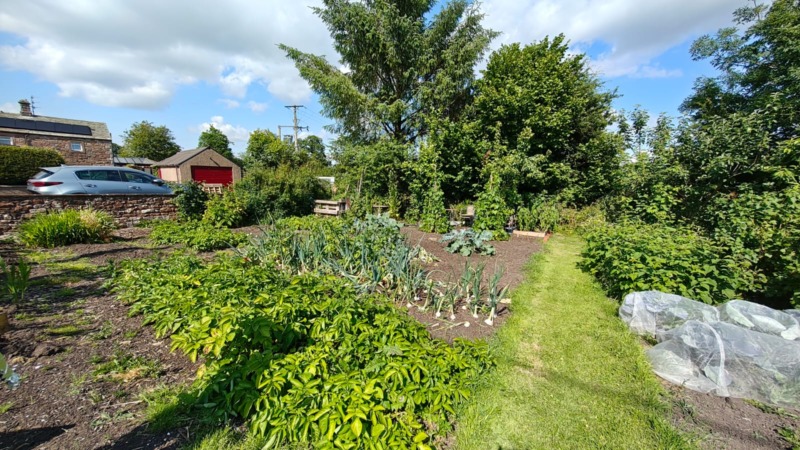 Allotments, late July