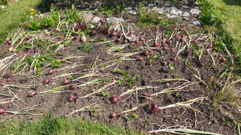 Red onions drying on the allotments